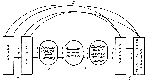 Схематическое изображение «концептуального моста» между системным уровнем и тонкими аналитическими процессами