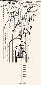 Схематическое изображение соотношений возбужденных и невозбужденных синапсов на нейроне